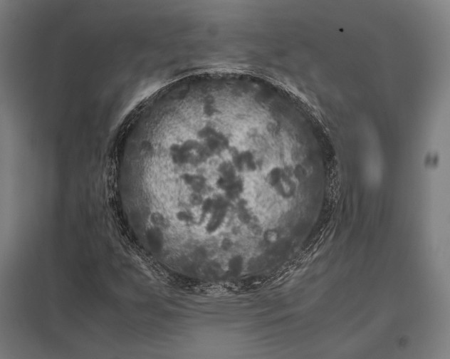 X0000097861255200803281304