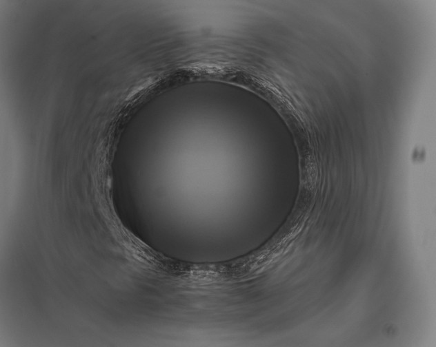 X0000097861297200803281303