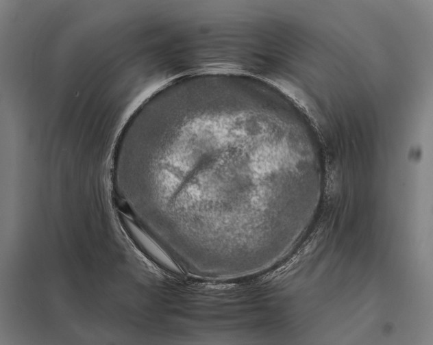 X0000097861325200803281303