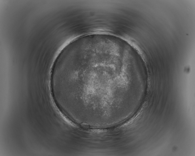 X0000097861333200803281303