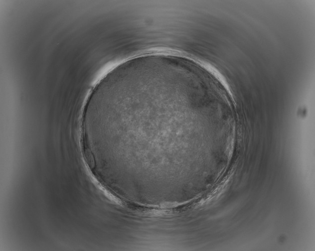 X0000097861381200803281302