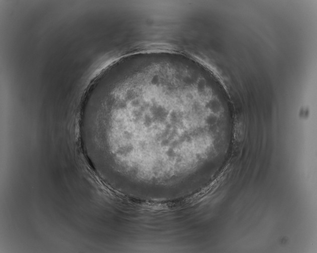 X0000097861407200803281301