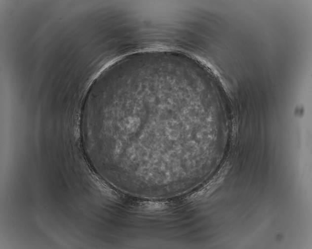 X0000097861409200803281301