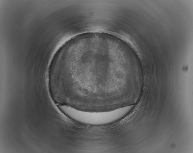 X0000097861424200803281302