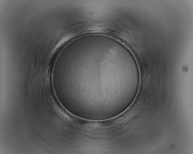 X0000097861450200803281301