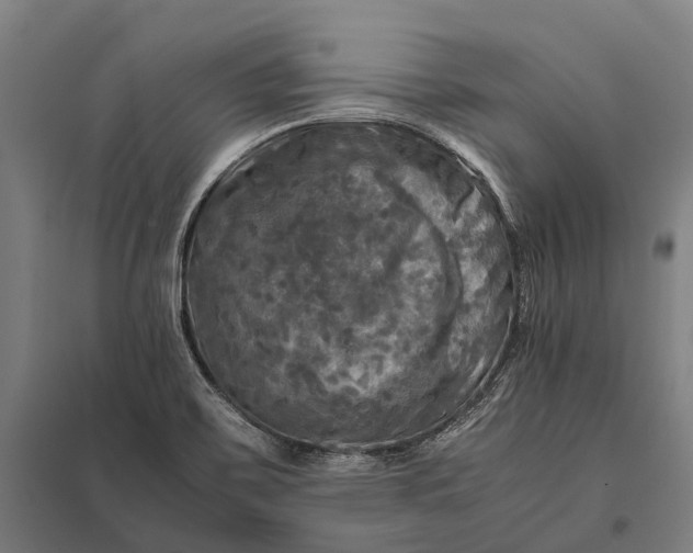 X0000097861467200803281301