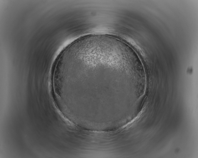 X0000097861469200803281301