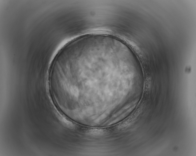 X0000097861470200803281301