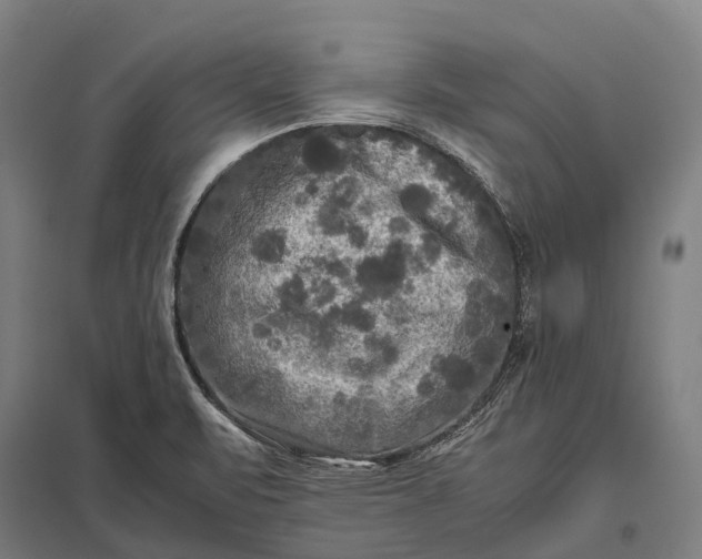 X0000097861471200803281301