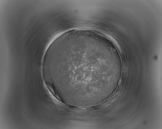 X0000097861485200803281300