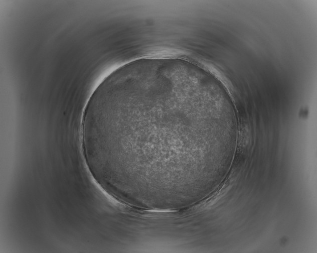 X0000097861487200803281300