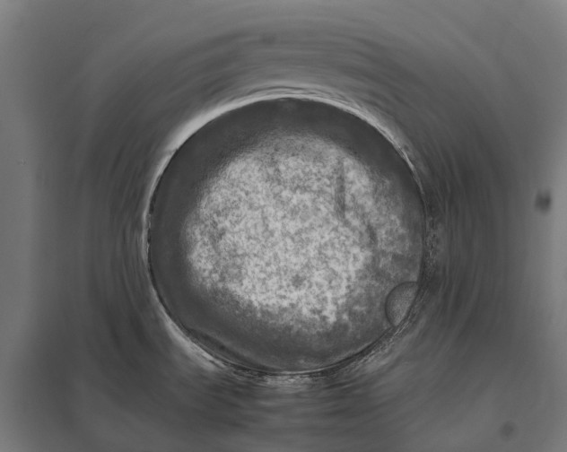 X0000097861535200803281300