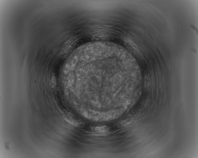 X0000097860173200804041536