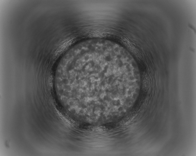 X0000097860683200804041529