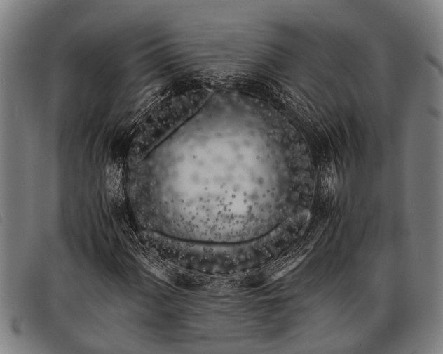 X0000097861060200804041523