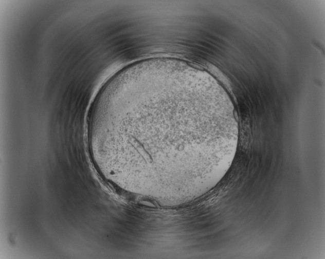 X0000097861096200804041523