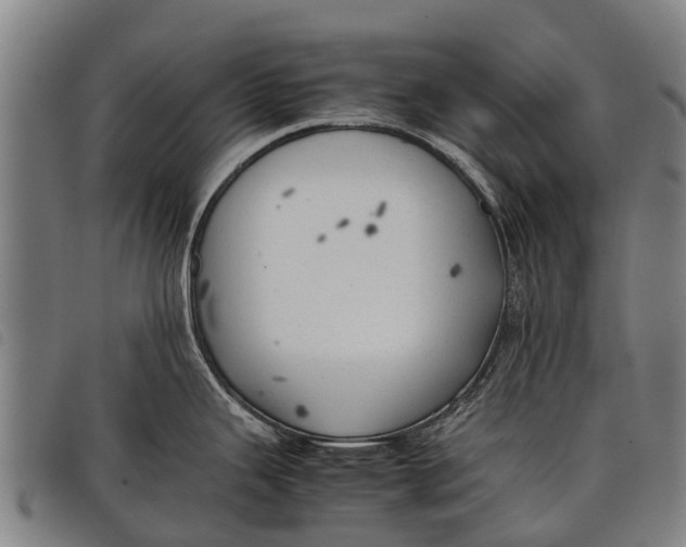 X0000097861343200804041520