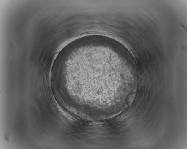 X0000097861535200804041518