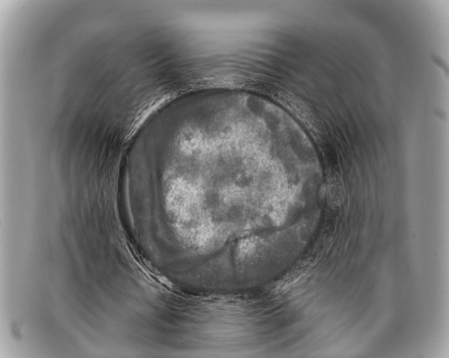 X0000097860434200804111157