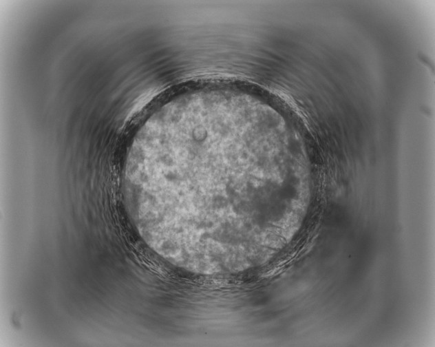 X0000097860871200804111151