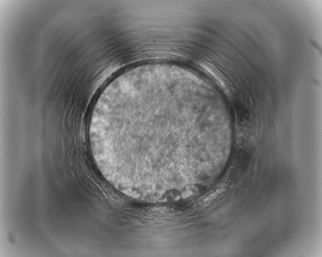 X0000097860883200804111150