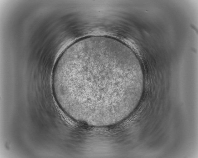 X0000097861183200804111145