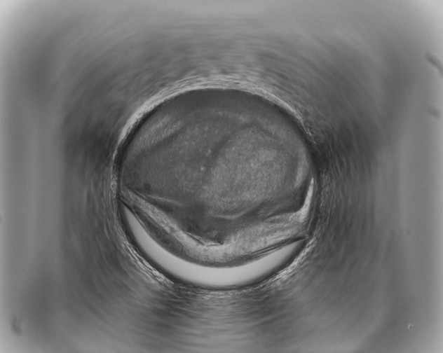 X0000097861506200804111140