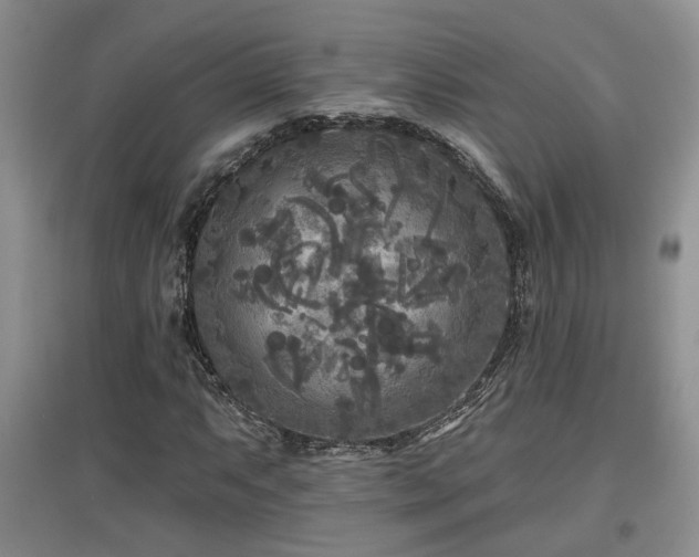 X0000097871063200803141253