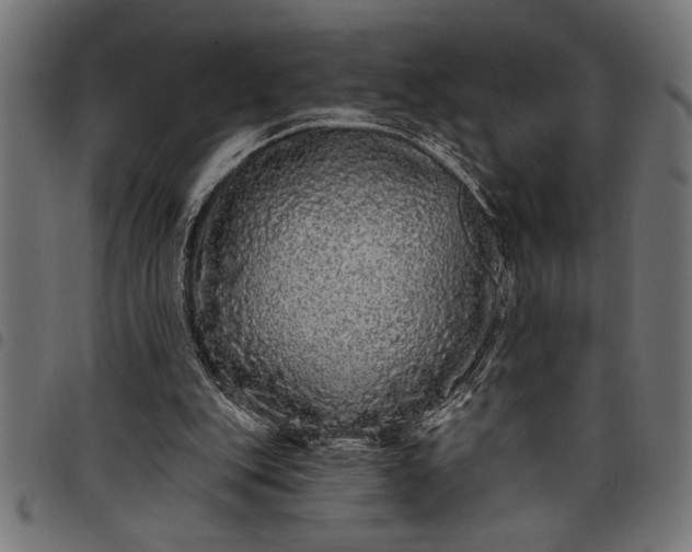 X0000097870151200803281209