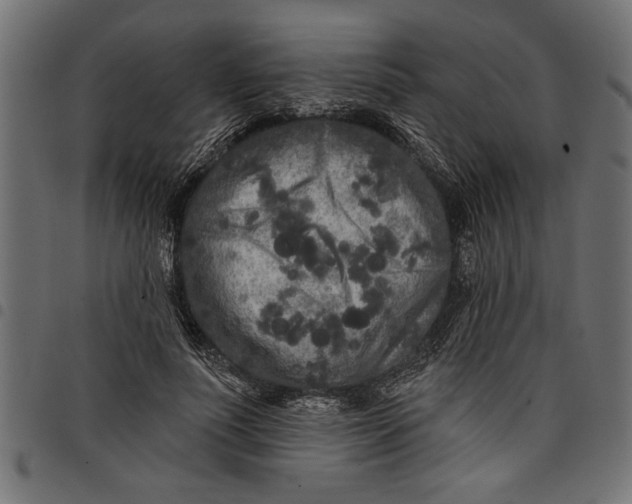 X0000097870691200803281202
