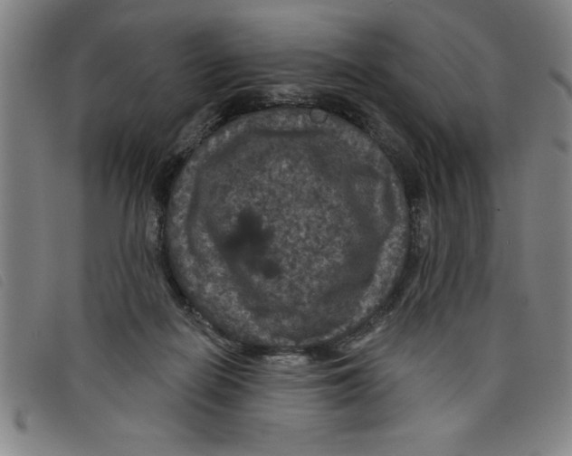X0000097870266200804041557