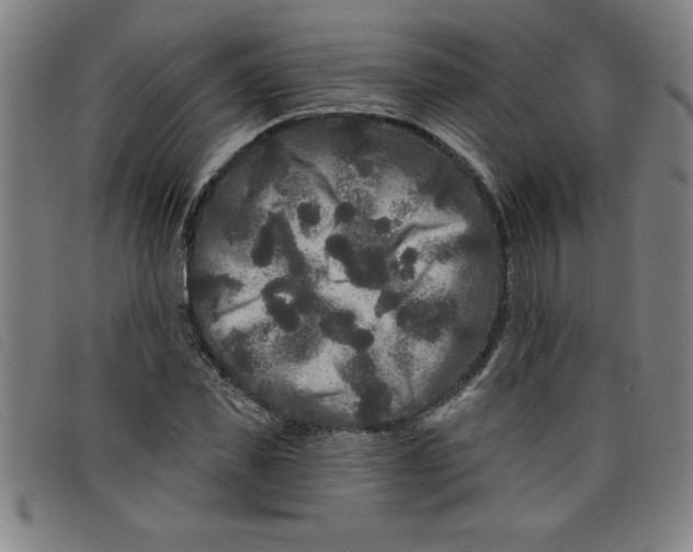 X0000097870925200804041547
