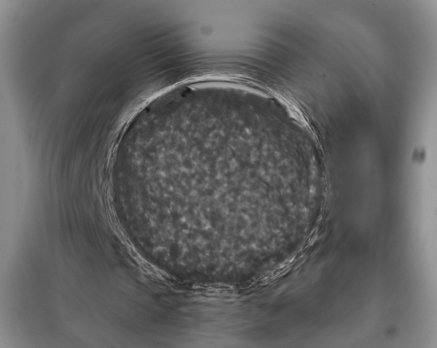 X0000097870337200804110929