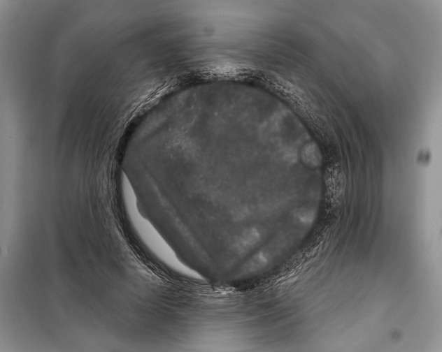 X0000097870642200804110925