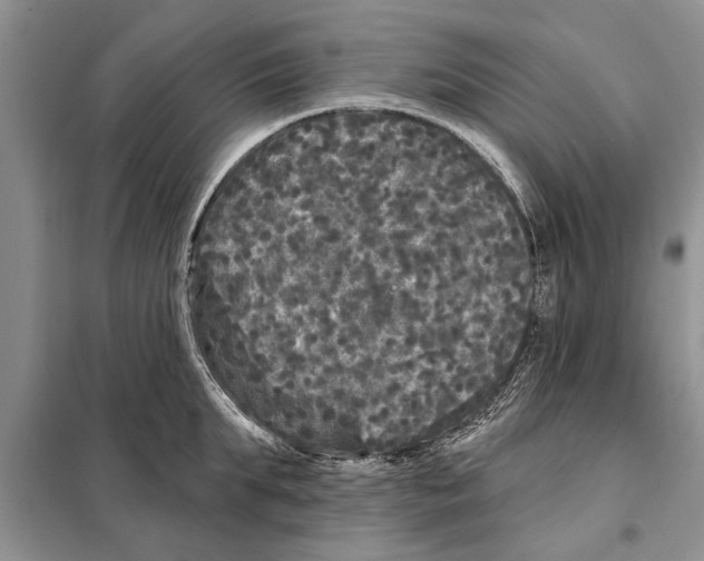X0000097870903200804110921