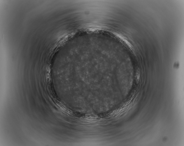 X0000097870964200804110920