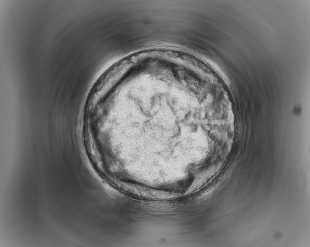 X0000097871007200804110919