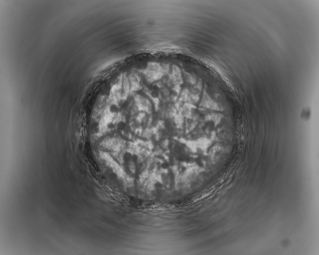 X0000097871063200804110918