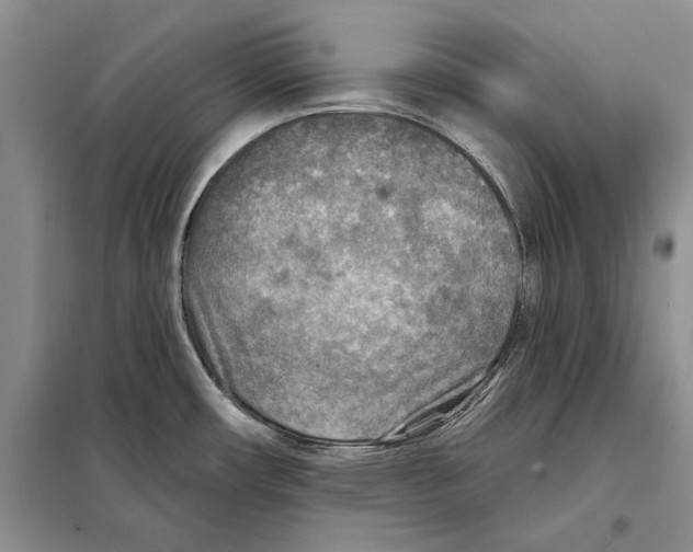 X0000097871482200804110911