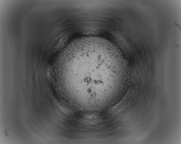 X0000097880175200803281231