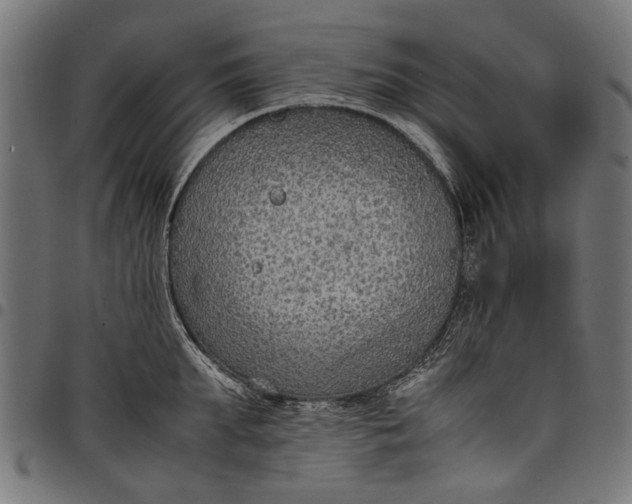 X0000097880903200803281221