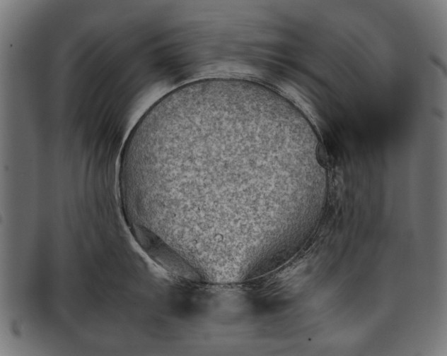 X0000097881103200803281218