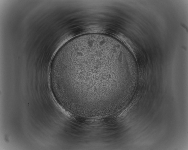 X0000097881235200803281216