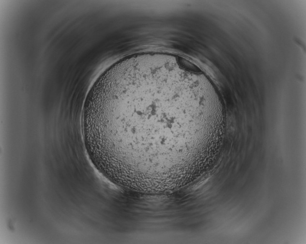 X0000097881247200803281216