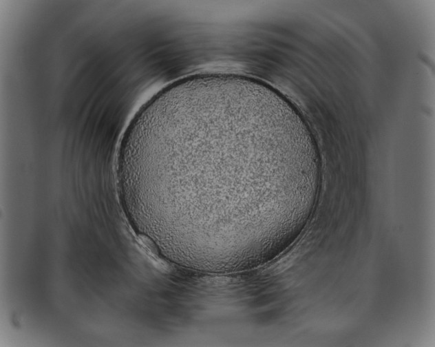 X0000097881248200803281216