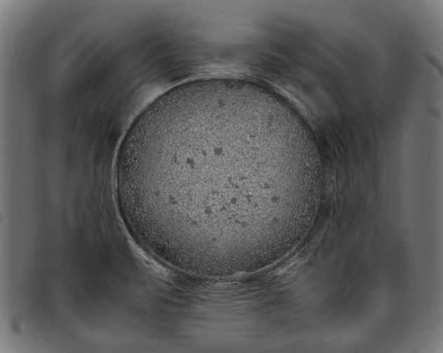 X0000097881471200803281213