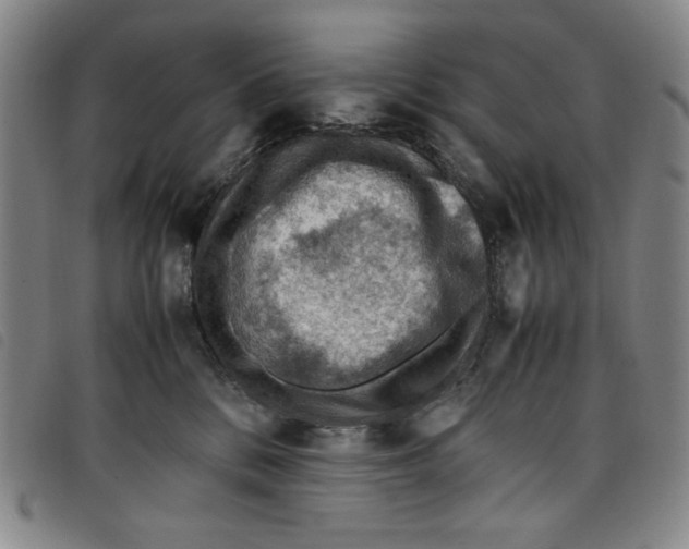 X0000097880328200804041619