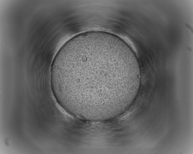 X0000097880903200804041611