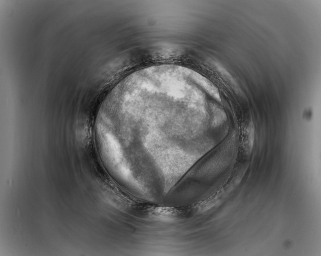 X0000097880324200804110958