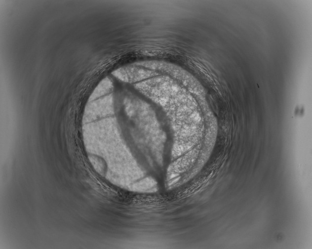 X0000097880817200804110948